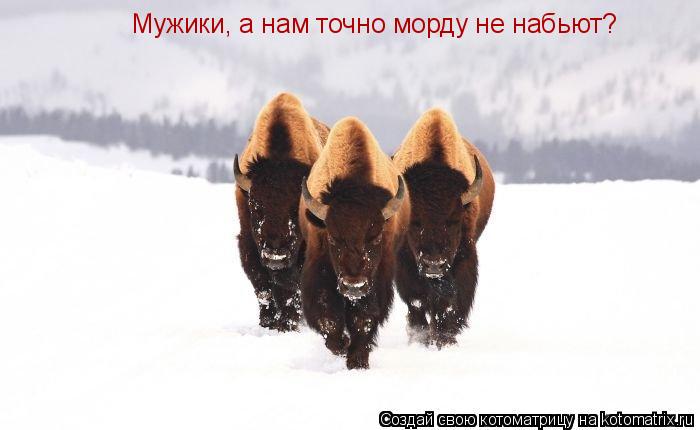 Мужики, а нам точно морду не набьют?... Котоматрица: Мужики, а нам точно морду не набьют?