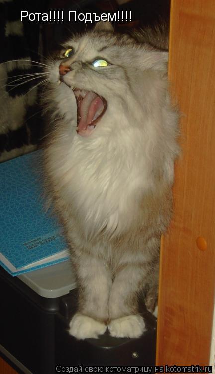 Рота!!!! Подъем!!!!... Котоматрица: Рота!!!! Подъем!!!!