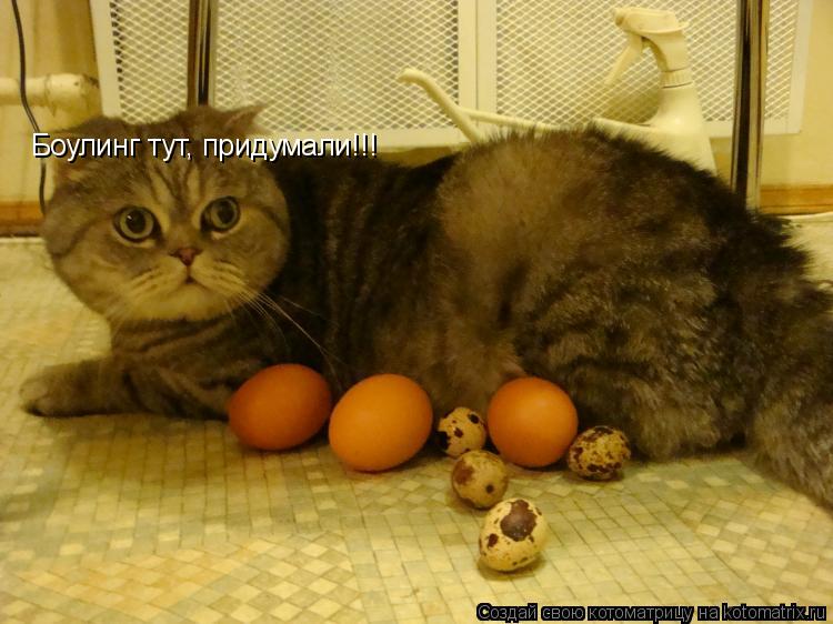 Боулинг тут, придумали!!!... Котоматрица: Боулинг тут, придумали!!!