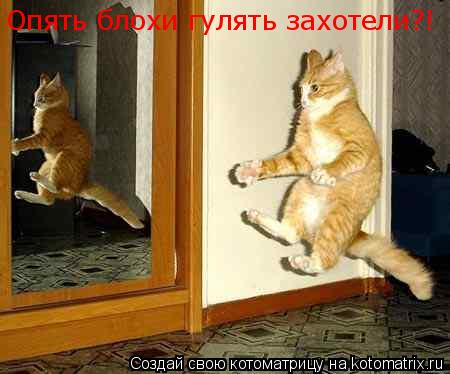Опять блохи гулять захотели?!... Котоматрица: Опять блохи гулять захотели?!