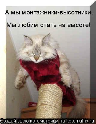 А мы монтажники-высотники, Мы любим спать на высоте!... Котоматрица: А мы монтажники-высотники, Мы любим спать на высоте!