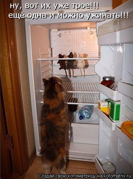 ну, вот их уже трое!!! ещё одна и можно ужинать!!!... Котоматрица: ну, вот их уже трое!!! ещё одна и можно ужинать!!!