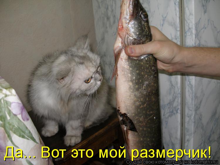 Да... Вот это мой размерчик!... Котоматрица: Да... Вот это мой размерчик!