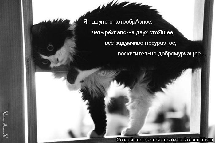 четырёхлапо-на двух стоЯщее, Я - двуного-котообрАзное, восхитительно добромурчащее... всё задумчиво-н... Котоматрица: четырёхлапо-на двух стоЯщее, Я - двуного-котообрАзное, восхитительно добромурчащее... всё задумчиво-несуразное,