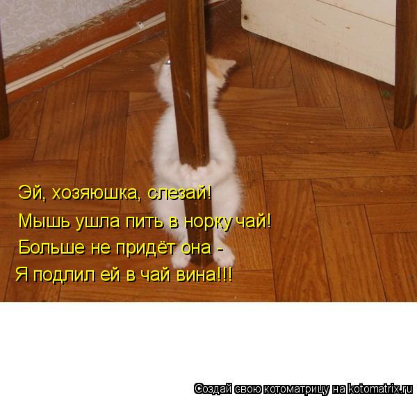 Эй, хозяюшка, слезай! Мышь ушла пить в норку чай! Больше не придёт она - Я подлил ей в чай вина!!!... Котоматрица: Эй, хозяюшка, слезай! Мышь ушла пить в норку чай! Больше не придёт она - Я подлил ей в чай вина!!!