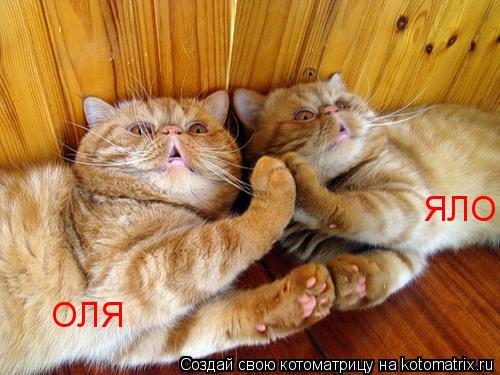 ОЛЯ ЯЛО... Котоматрица: ОЛЯ ЯЛО