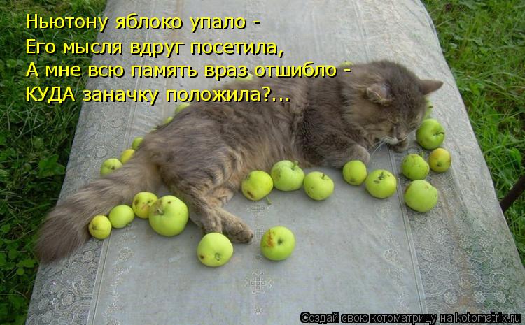 Ньютону яблоко упало - Его мысля вдруг посетила, А мне всю память враз отшибло - КУДА заначку полож... Котоматрица: Ньютону яблоко упало - Его мысля вдруг посетила, А мне всю память враз отшибло - КУДА заначку положила?...