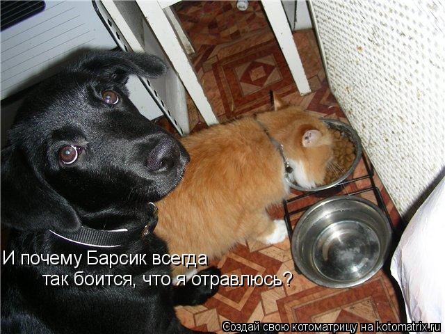 И почему Барсик всегда так боится, что я отравлюсь?... Котоматрица: И почему Барсик всегда так боится, что я отравлюсь?