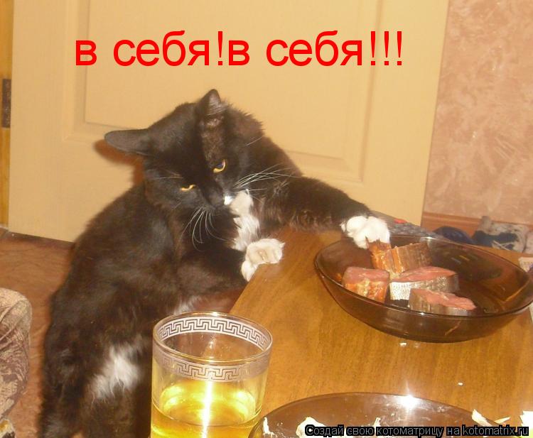 в себя!в себя!!!... Котоматрица: в себя!в себя!!!