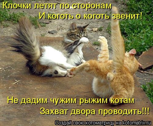 Клочки летят по сторонам И коготь о коготь звенит! Захват двора проводить!!! Не дадим чужим рыжим кот... Котоматрица: Клочки летят по сторонам И коготь о коготь звенит! Захват двора проводить!!! Не дадим чужим рыжим котам