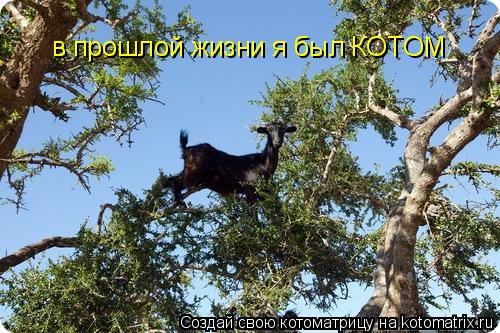 в прошлой жизни я был КОТОМ... Котоматрица: в прошлой жизни я был КОТОМ