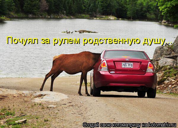 Почуял за рулем родственную душу...... Котоматрица: Почуял за рулем родственную душу...