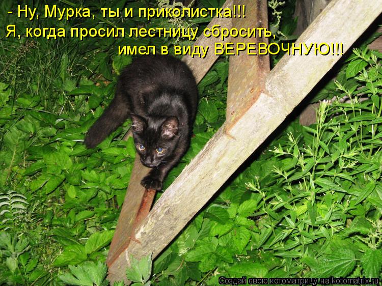 - Ну, Мурка, ты и приколистка!!! Я, когда просил лестницу сбросить, имел в виду ВЕРЕВОЧНУЮ!!!... Котоматрица: - Ну, Мурка, ты и приколистка!!! Я, когда просил лестницу сбросить, имел в виду ВЕРЕВОЧНУЮ!!!