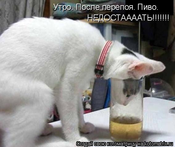 Утро. После перепоя. Пиво. НЕДОСТААААТЬ!!!!!!!... Котоматрица: Утро. После перепоя. Пиво. НЕДОСТААААТЬ!!!!!!!