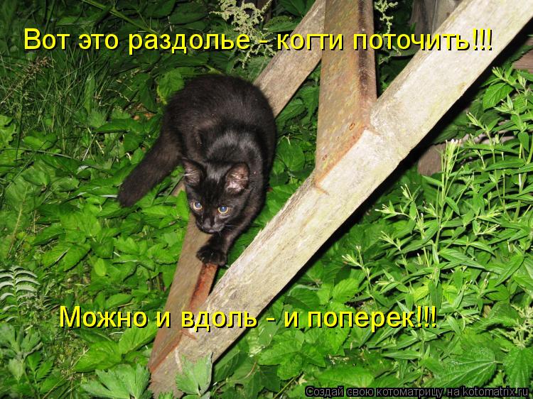 Вот это раздолье - когти поточить!!! Можно и вдоль - и поперек!!! Можно и вдоль - и поперек!!! Можно ... Котоматрица: Вот это раздолье - когти поточить!!! Можно и вдоль - и поперек!!! Можно и вдоль - и поперек!!! Можно и вдоль - и поперек!!! Можно и вдоль - и поперек!
