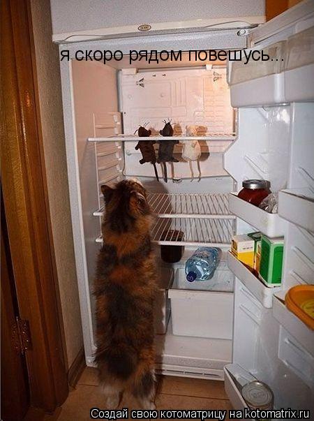 я скоро рядом повешусь...... Котоматрица: я скоро рядом повешусь...