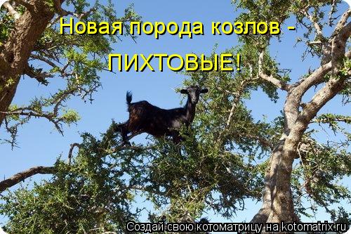 Новая порода козлов - ПИХТОВЫЕ!... Котоматрица: Новая порода козлов - ПИХТОВЫЕ!