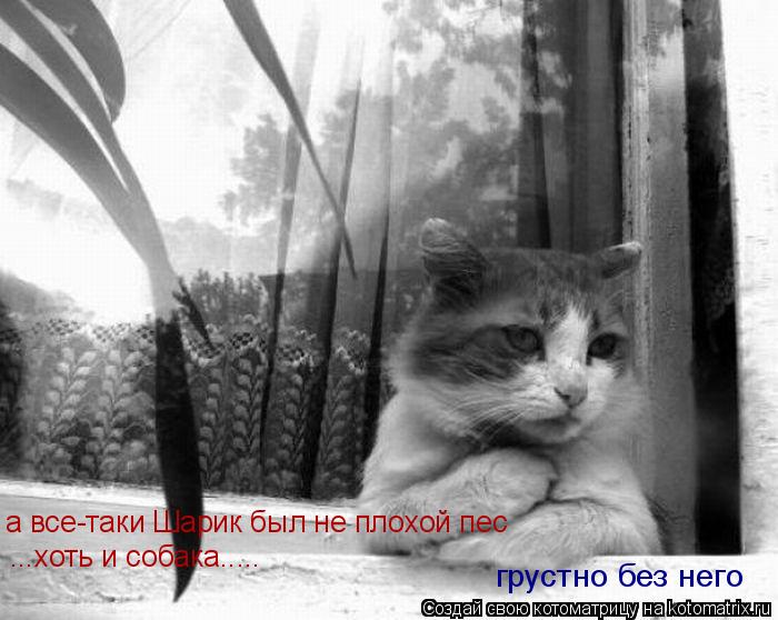 а все-таки Шарик был не плохой пес ...хоть и собака..... грустно без него... Котоматрица: а все-таки Шарик был не плохой пес ...хоть и собака..... грустно без него