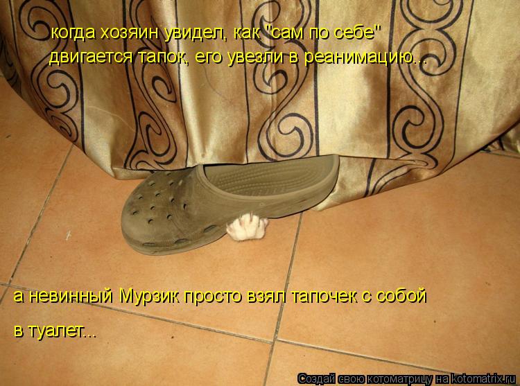 когда хозяин увидел, как "сам по себе" двигается тапок, его увезли в реанимацию... а невинный Мурзик... Котоматрица: когда хозяин увидел, как "сам по себе" двигается тапок, его увезли в реанимацию... а невинный Мурзик просто взял тапочек с собой в туалет...