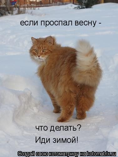 если проспал весну - что делать? Иди зимой!... Котоматрица: если проспал весну - что делать? Иди зимой!