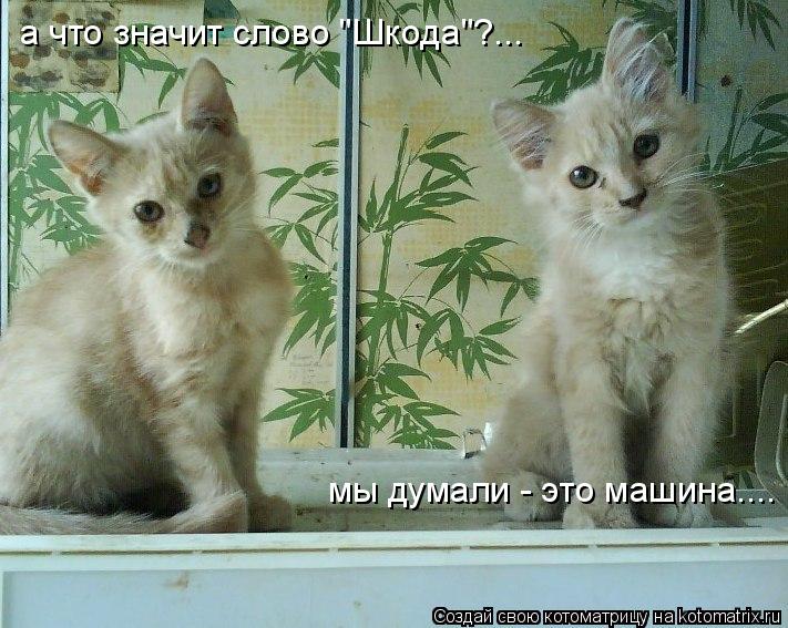 мы думали - это машина.... а что значит слово "Шкода"?...... Котоматрица: мы думали - это машина.... а что значит слово "Шкода"?...