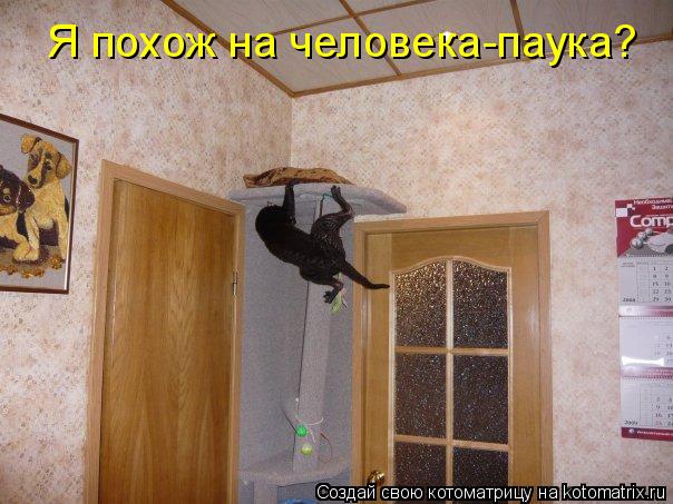 Я похож на человека-паука?... Котоматрица: Я похож на человека-паука?