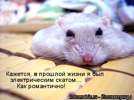 Кажется, в прошлой жизни я был электрическим скатом... Как романтично!... Котоматрица: Кажется, в прошлой жизни я был электрическим скатом... Как романтично!