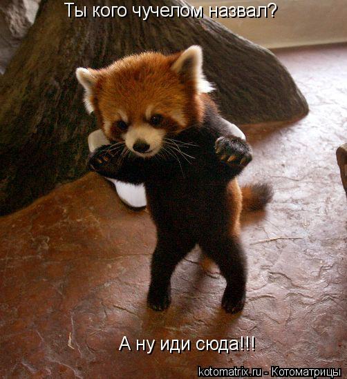 Ты кого чучелом назвал? А ну иди сюда!!!... Котоматрица: Ты кого чучелом назвал? А ну иди сюда!!!