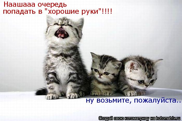 Наашааа очередь попадать в "хорошие руки"!!!! ну возьмите, пожалуйста..... Котоматрица: Наашааа очередь попадать в "хорошие руки"!!!! ну возьмите, пожалуйста..