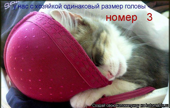 у нас с хозяйкой одинаковый размер головы - номер 3... Котоматрица: у нас с хозяйкой одинаковый размер головы - номер 3