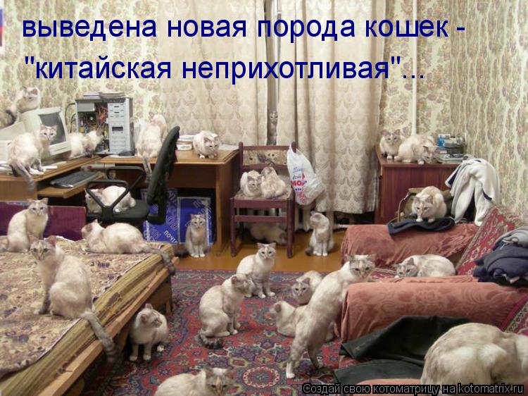 выведена новая порода кошек - выведена новая порода кошек - "китайская неприхотливая"...... Котоматрица: выведена новая порода кошек - выведена новая порода кошек - "китайская неприхотливая"...