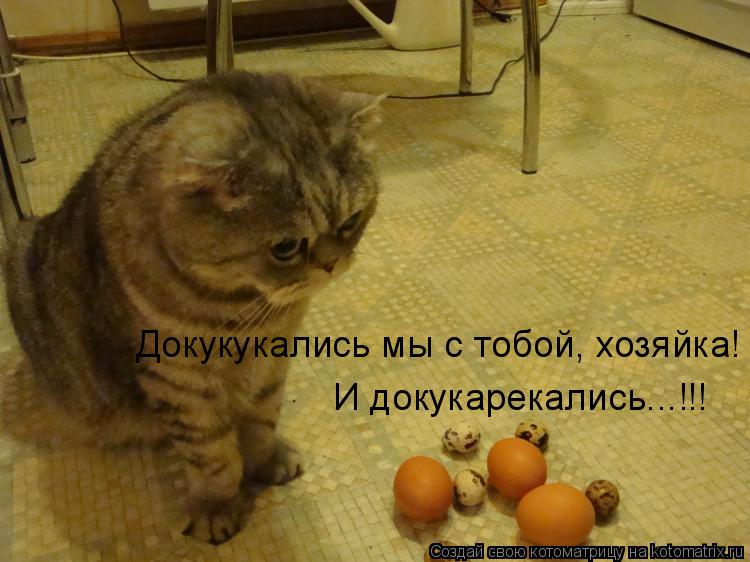 Докукукались мы с тобой, хозяйка! И докукарекались...!!!... Котоматрица: Докукукались мы с тобой, хозяйка! И докукарекались...!!!