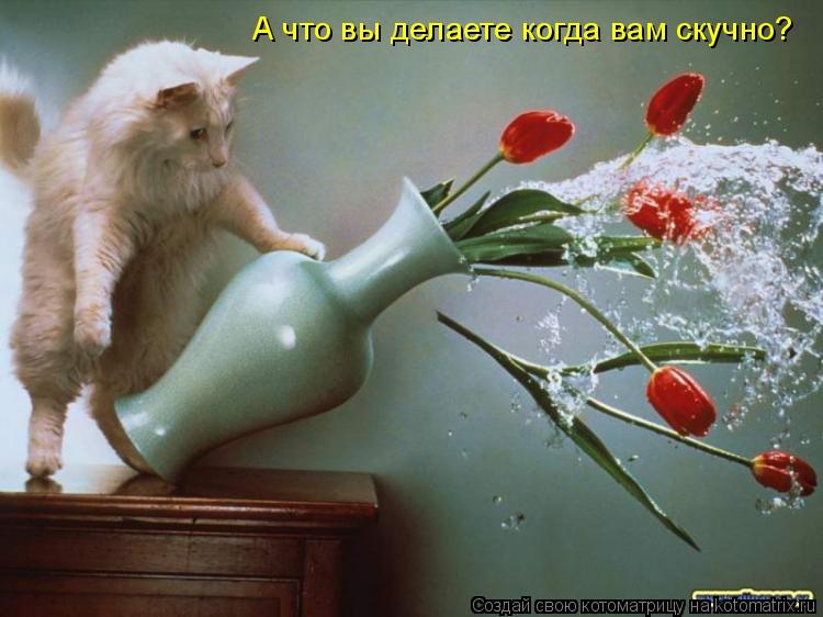 Котоматрица: А что вы делаете когда вам скучно?