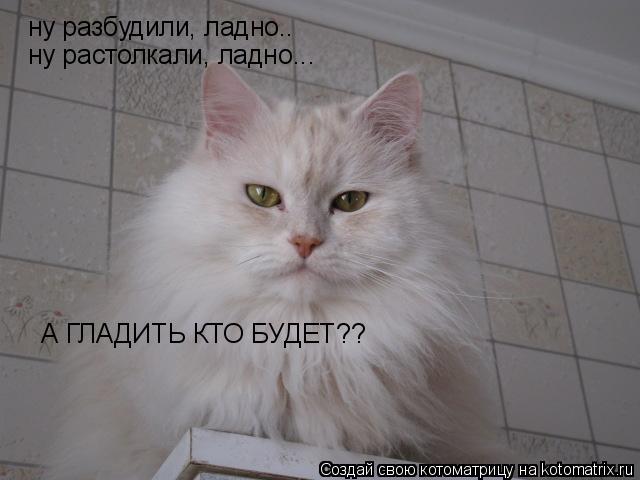 ну разбудили, ладно.. ну растолкали, ладно... А ГЛАДИТЬ КТО БУДЕТ??... Котоматрица: ну разбудили, ладно.. ну растолкали, ладно... А ГЛАДИТЬ КТО БУДЕТ??