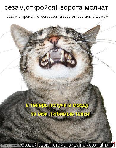 сезам,откройся!-ворота молчат сезам,откройся! с колбасой!-дверь открылась с шумом а теперь получи в... Котоматрица: сезам,откройся!-ворота молчат сезам,откройся! с колбасой!-дверь открылась с шумом а теперь получи в морду за мои любимые тапки!