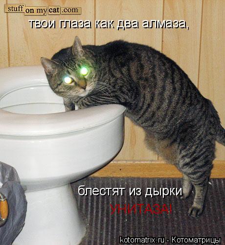 твои глаза как два алмаза, блестят из дырки УНИТАЗА!... Котоматрица: твои глаза как два алмаза, блестят из дырки УНИТАЗА!