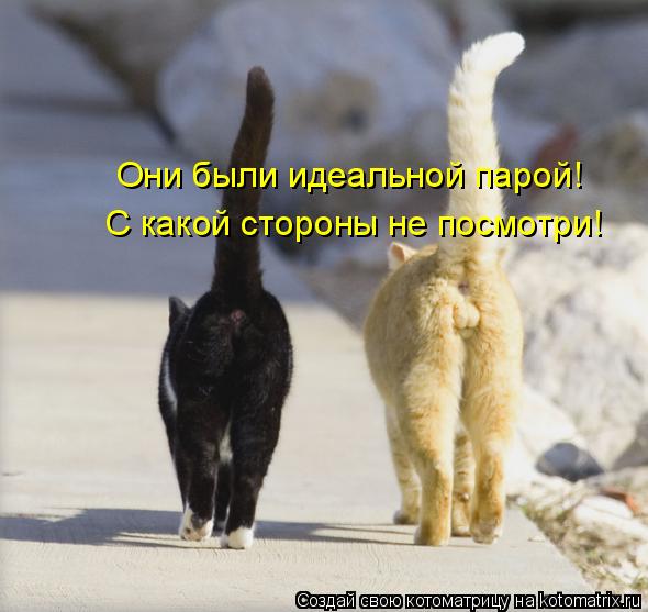 Они были идеальной парой! С какой стороны не посмотри!... Котоматрица: Они были идеальной парой! С какой стороны не посмотри!