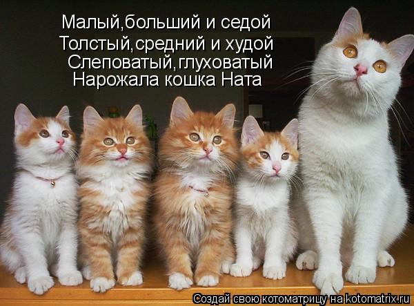 Малый,больший и седой Малый,больший и седой Толстый,средний и худой Слеповатый,глуховатый Нарожала... Котоматрица: Малый,больший и седой Малый,больший и седой Толстый,средний и худой Слеповатый,глуховатый Нарожала кошка Ната