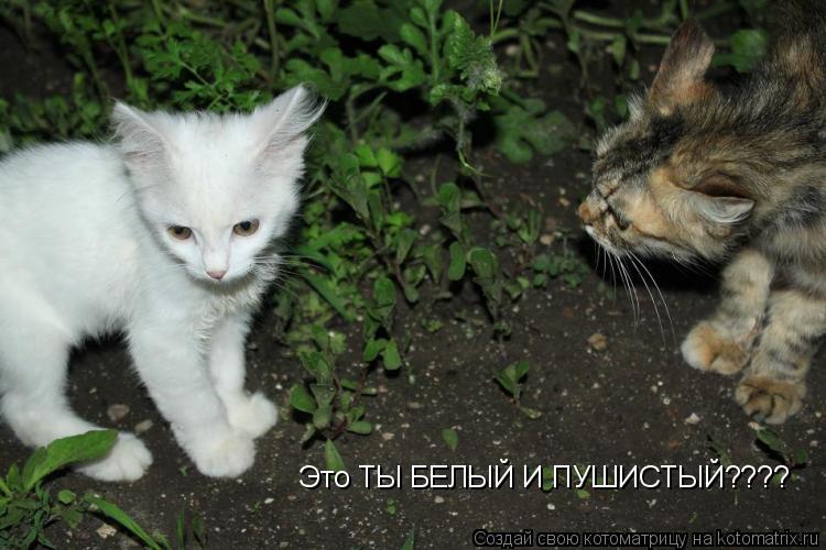 Это ТЫ БЕЛЫЙ И ПУШИСТЫЙ????... Котоматрица: Это ТЫ БЕЛЫЙ И ПУШИСТЫЙ????