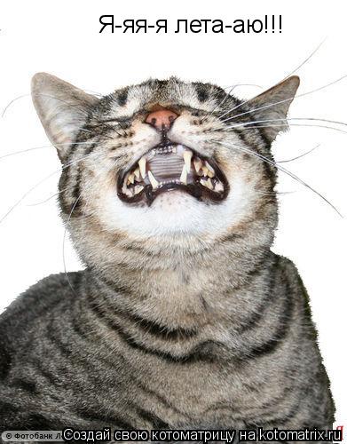 Я-яя-я лета-аю!!!... Котоматрица: Я-яя-я лета-аю!!!