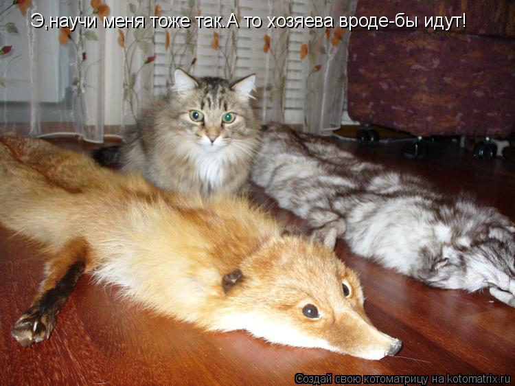 Э,научи меня тоже так.А то хозяева вроде-бы идут!... Котоматрица: Э,научи меня тоже так.А то хозяева вроде-бы идут!