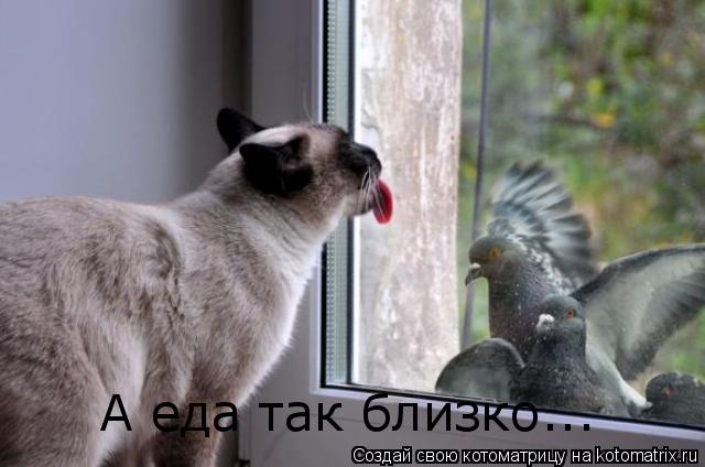 А еда так близко...... Котоматрица: А еда так близко...