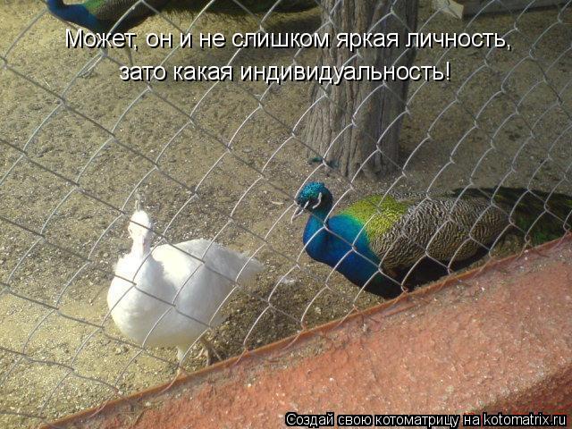 Может, он и не слишком яркая личность, зато какая индивидуальность!... Котоматрица: Может, он и не слишком яркая личность, зато какая индивидуальность!