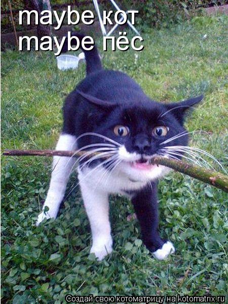 maybe кот maybe пёс... Котоматрица: maybe кот maybe пёс