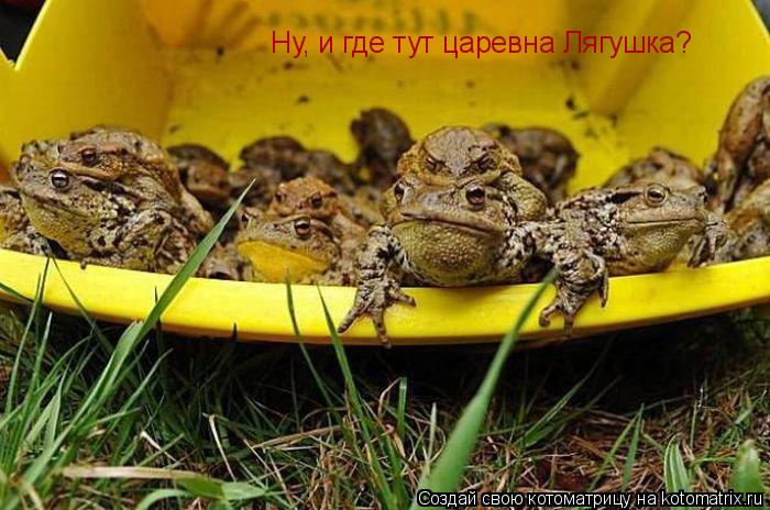 Ну, и где тут царевна Лягушка?... Котоматрица: Ну, и где тут царевна Лягушка?
