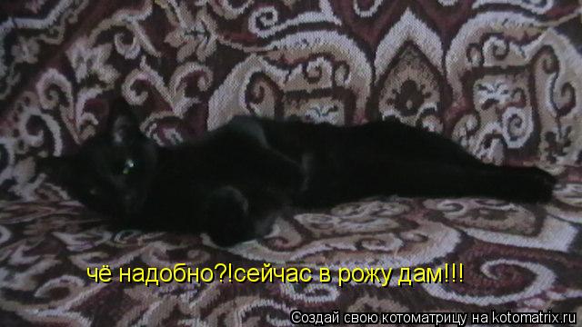 чё надобно?!сейчас в рожу дам!!!... Котоматрица: чё надобно?!сейчас в рожу дам!!!