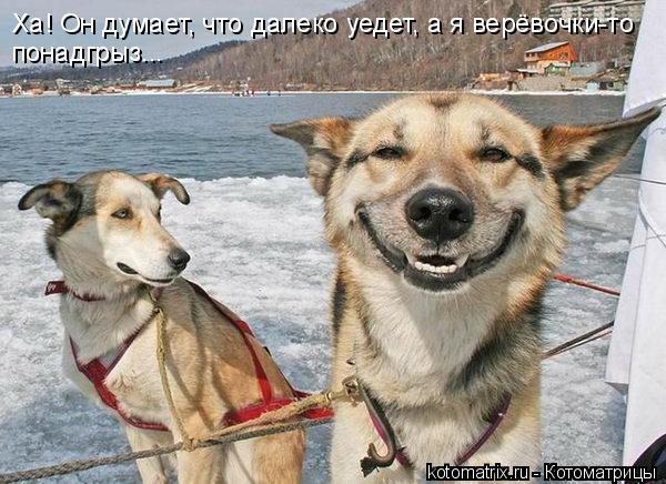 Ха! Он думает, что далеко уедет, а я верёвочки-то понадгрыз...... Котоматрица: Ха! Он думает, что далеко уедет, а я верёвочки-то понадгрыз...