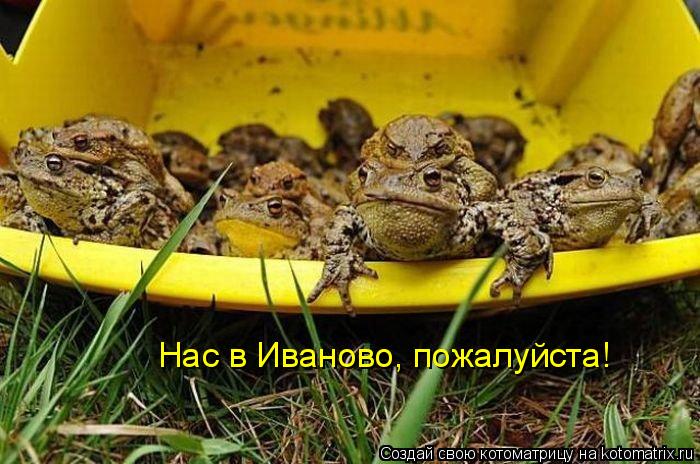 Нас в Иваново, пожалуйста!... Котоматрица: Нас в Иваново, пожалуйста!