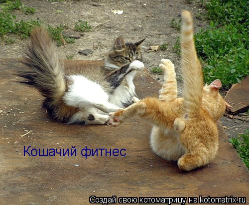 Кошачий фитнес... Котоматрица: Кошачий фитнес