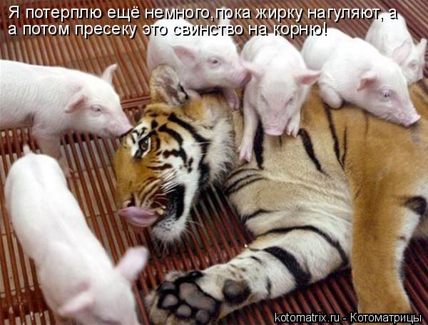 Я потерплю ещё немного,пока жирку нагуляют, а а потом пресеку это свинство на корню!... Котоматрица: Я потерплю ещё немного,пока жирку нагуляют, а а потом пресеку это свинство на корню!